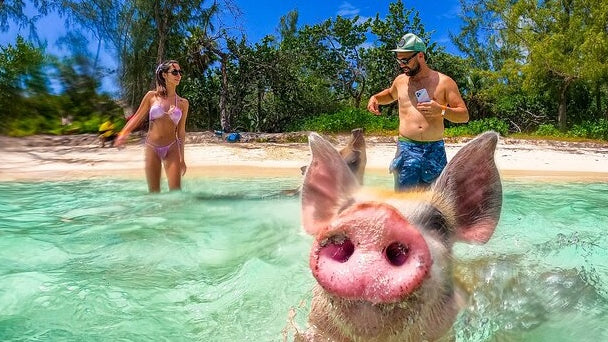 Pig Island, Exuma, the Bahamas