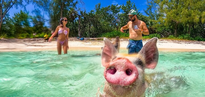 Pig Island, Exuma, the Bahamas