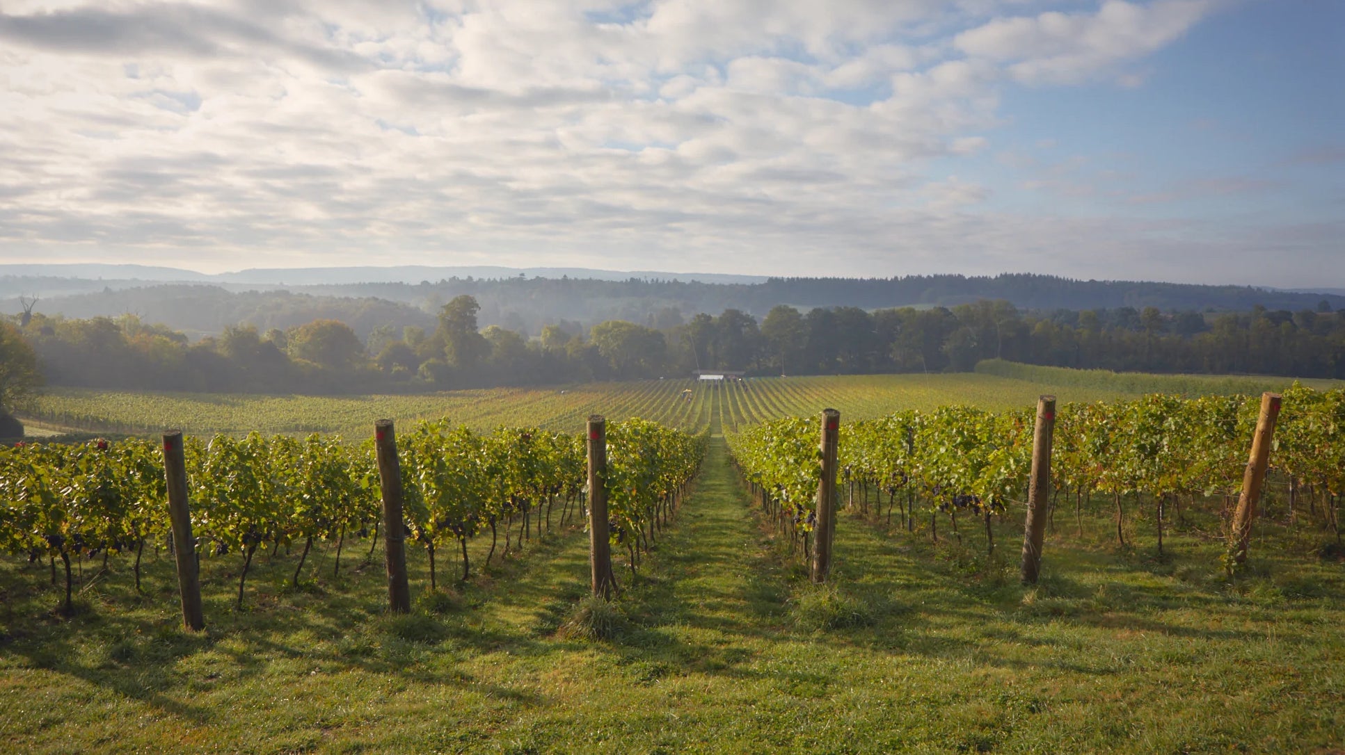 Albury Organic Vineyard in the Surrey Hills in the UK