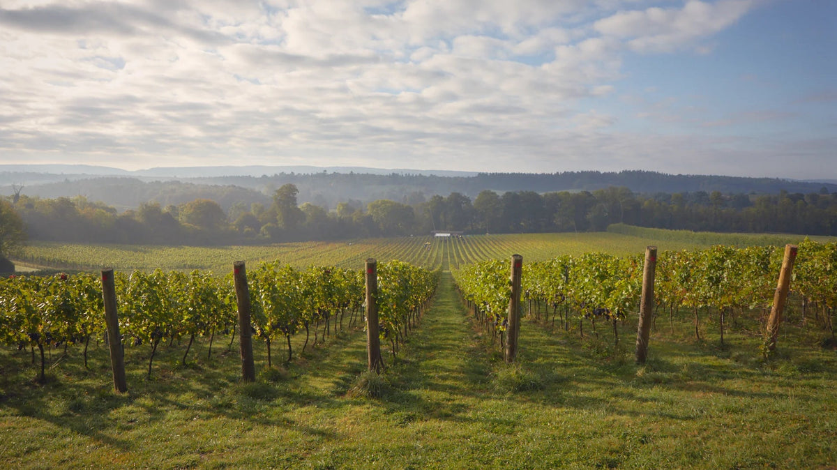 Albury Organic Vineyard in the Surrey Hills in the UK