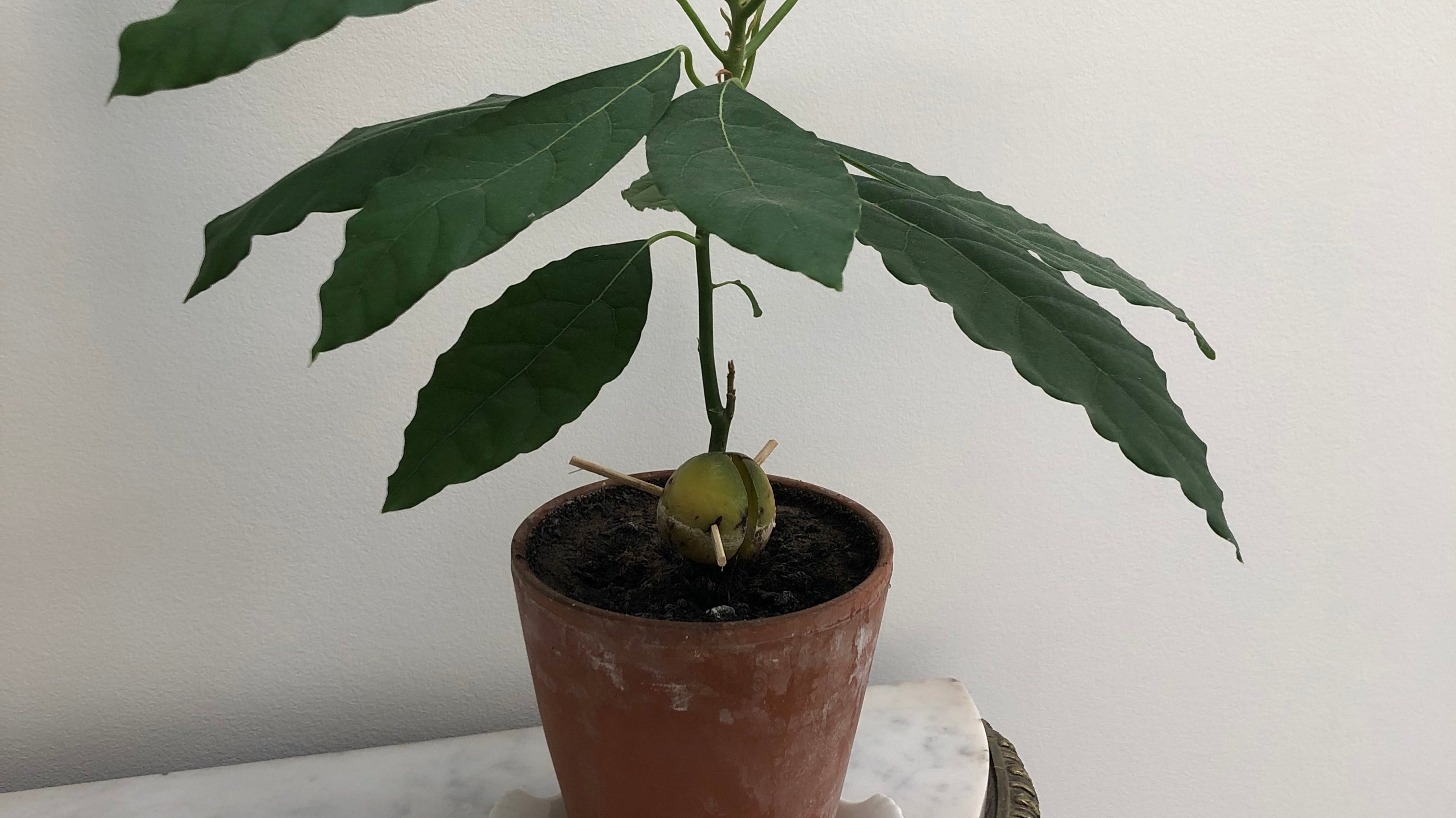 How to grow an Avocado