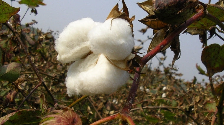 Why we should all be buying Organic Cotton NOW