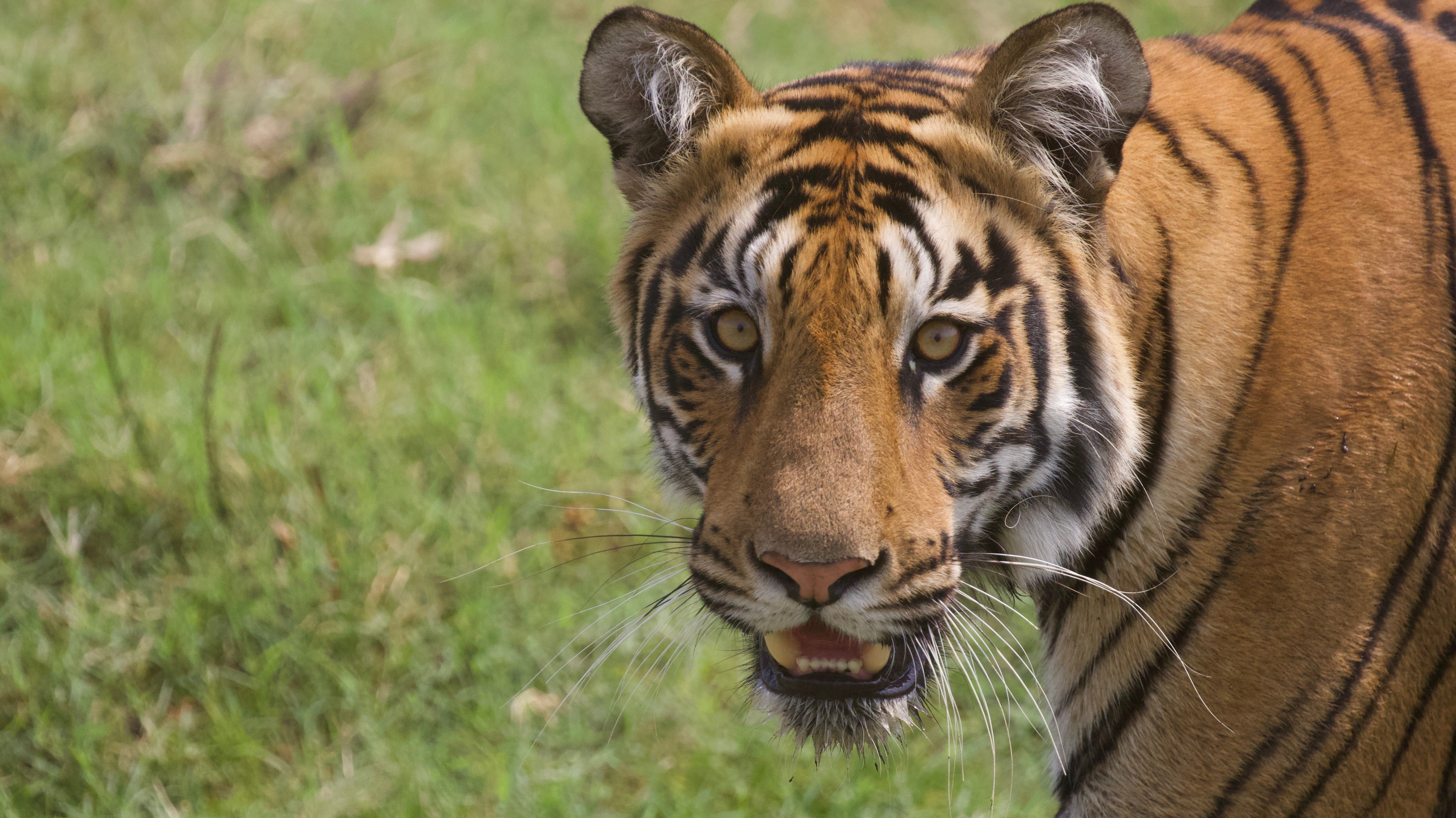 Tiger in Tadoba National Park India ©Ateliers Verts 2017