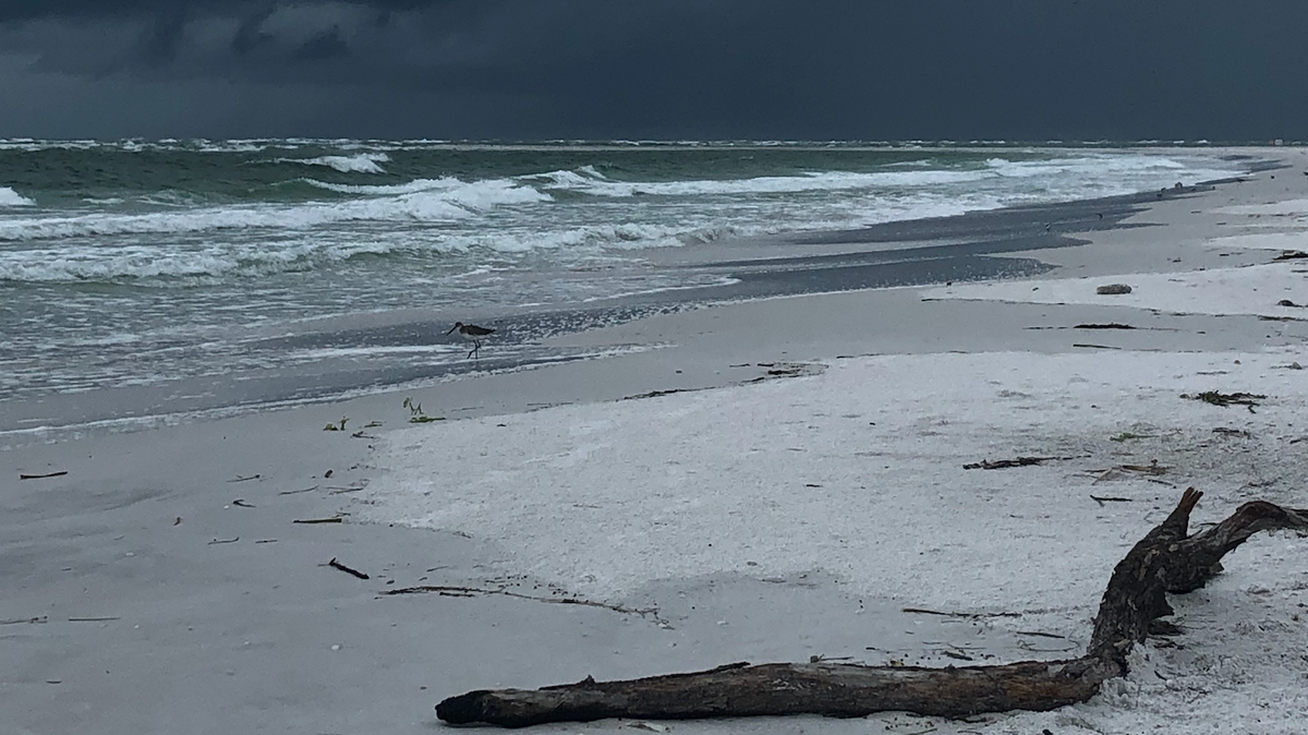 North Lido Beach, Sarasota USA by Ateliers Verts, Andrew Levy July 2019