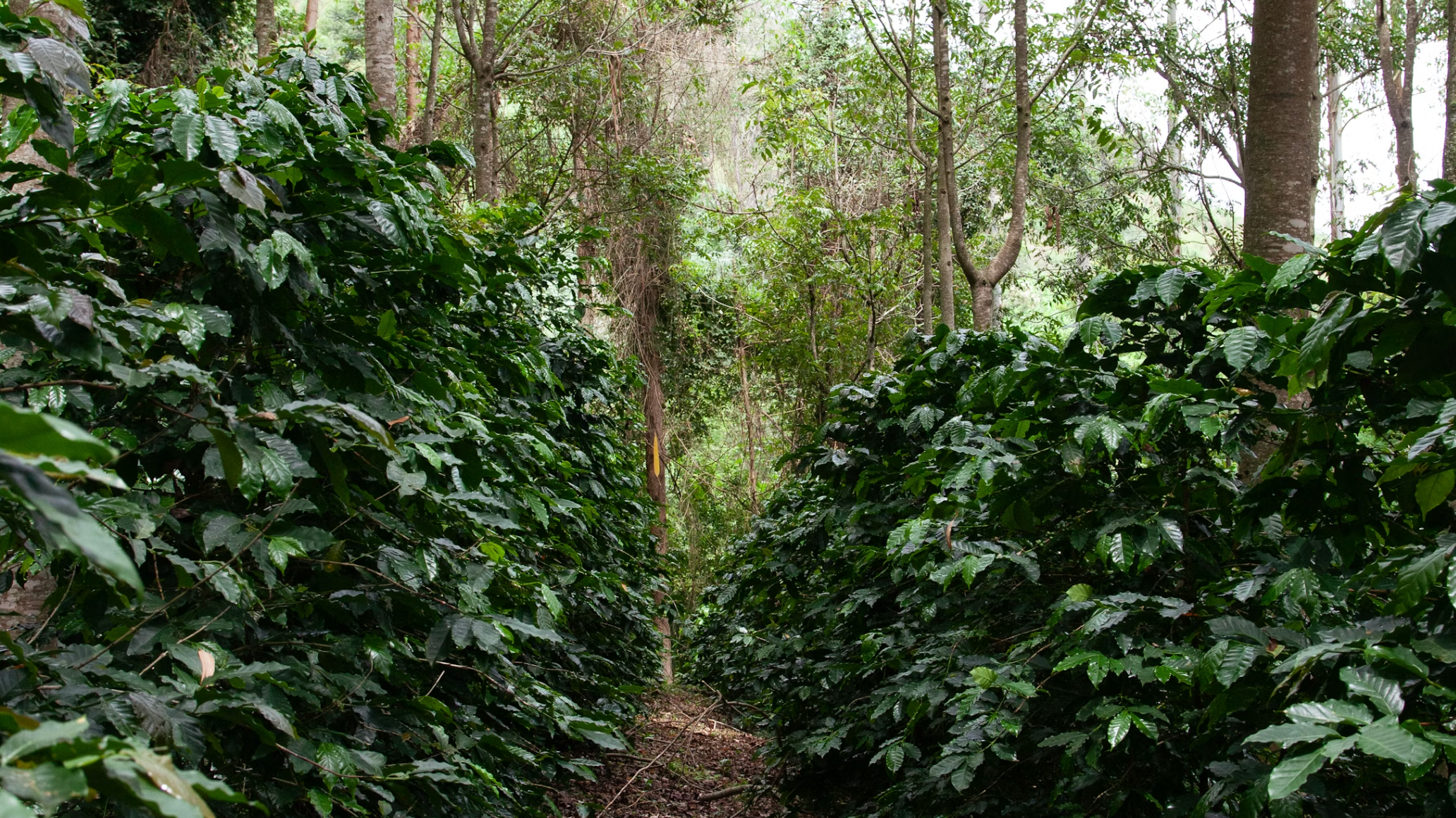 Coffee growing under the jungle canopy - Photo by Projeto café Gato-Mourisco on Unsplash