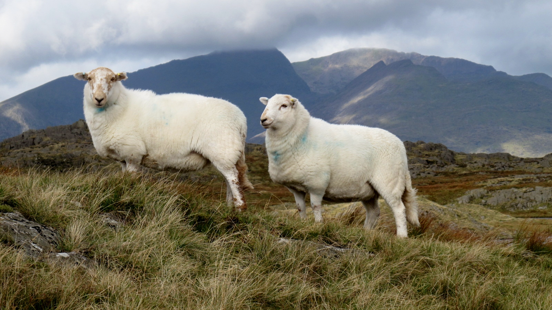 Wool - Our Insight into the Wool Industry