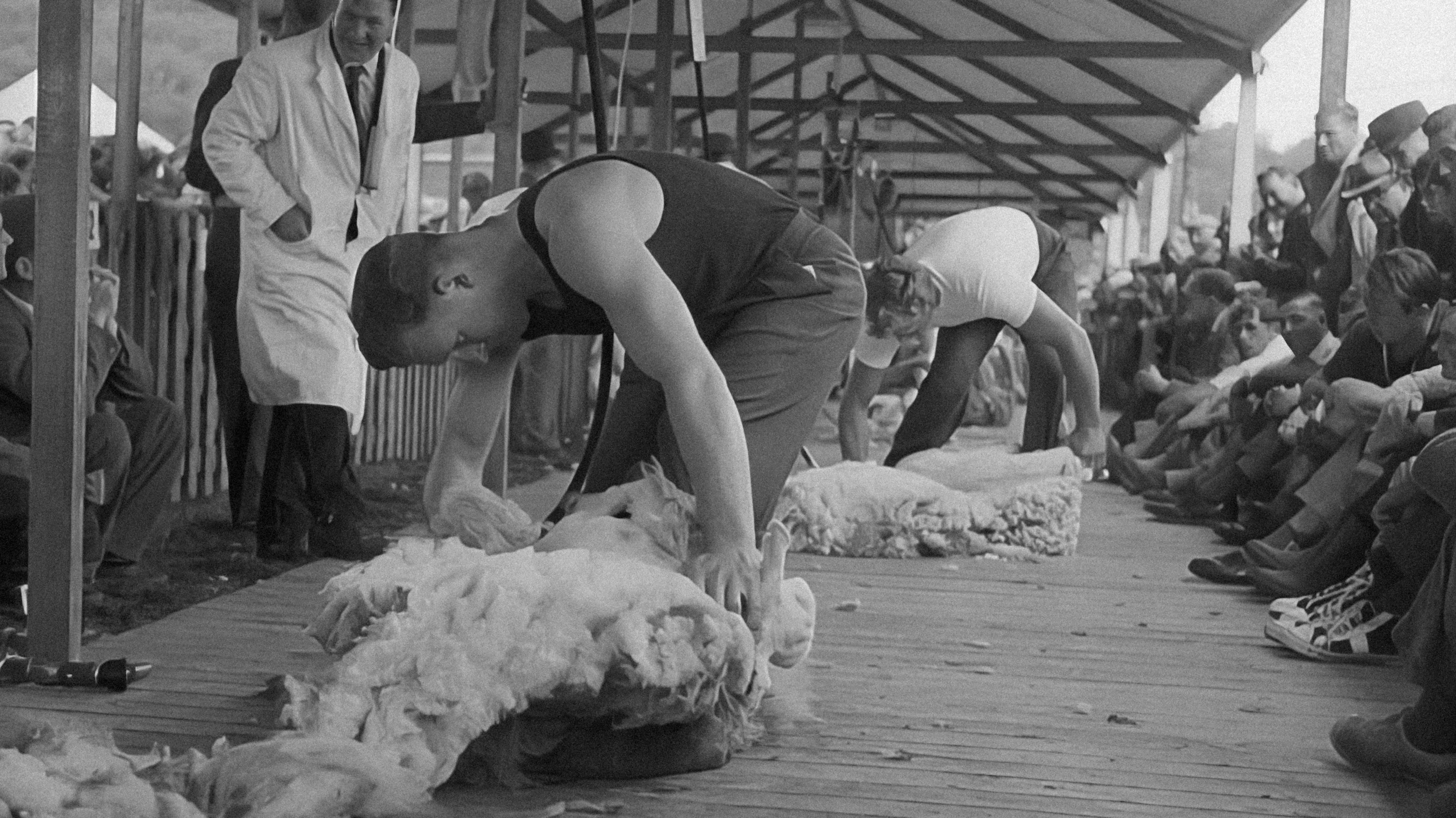 Top 10 Environmental Standards for Animal-Friendly Materials