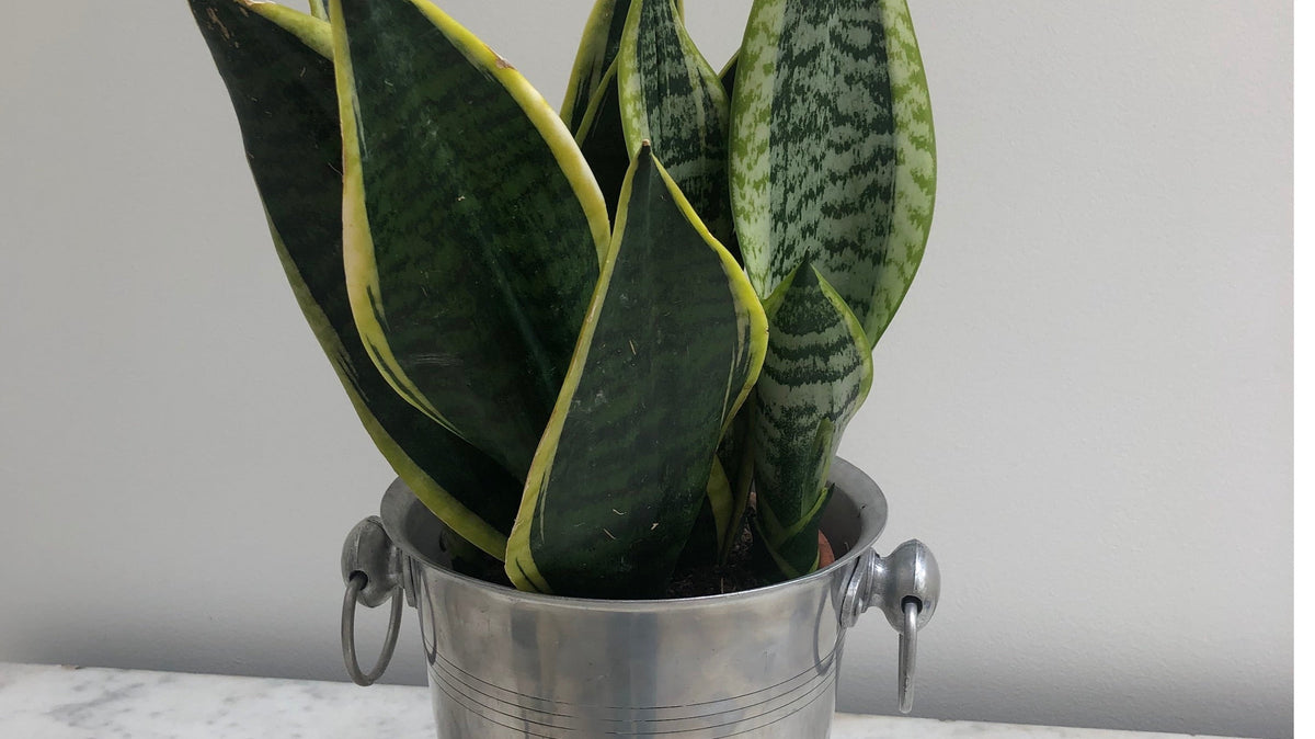 Top 10 Houseplants For Air Quality, Aesthetics and Easy Care