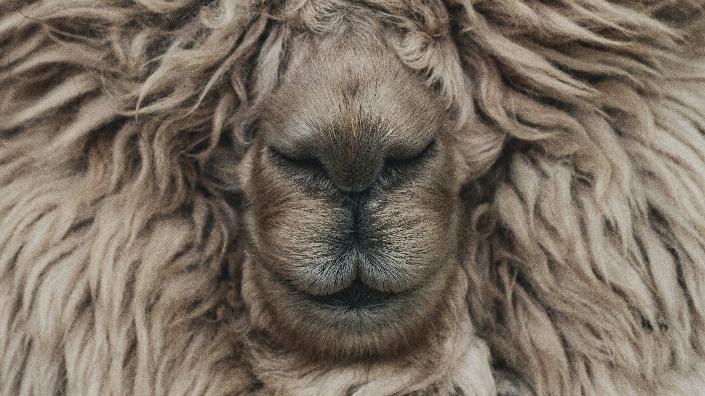 Top 20 Benefits of Wool