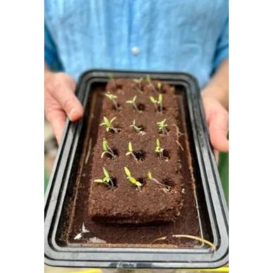 Growbar seedlings
