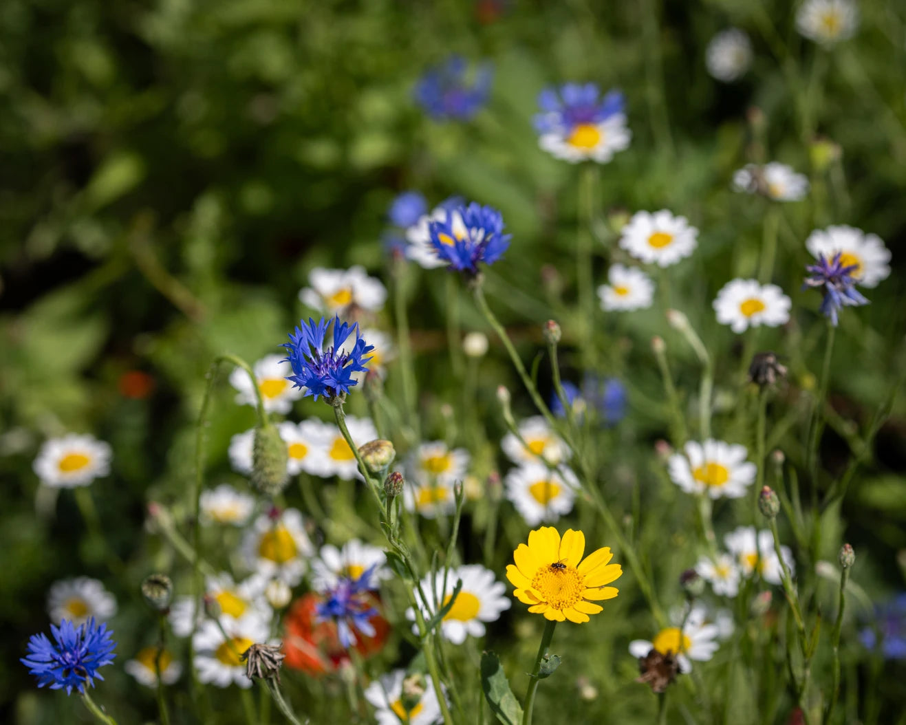 Natural Shoots Gift Box - 24 Species Annuals & Perennials