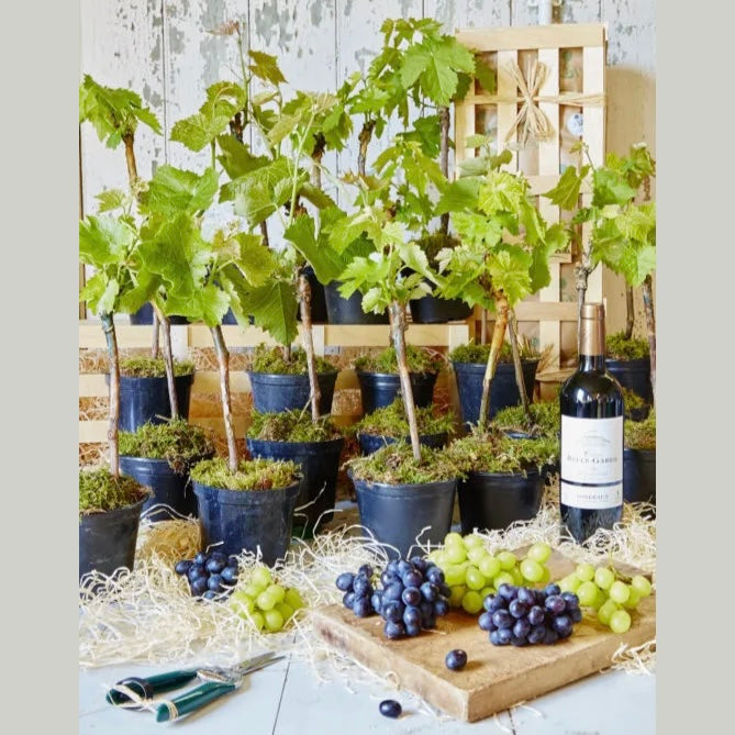 The Vineyard Plants Gift Set