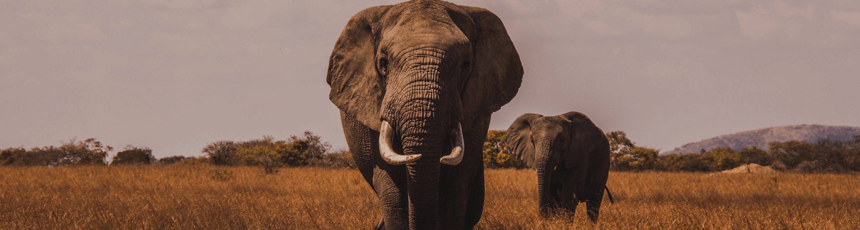Image of 2 elephants facing forward. The elephant in the forefront is larger, whilst the one in the background is just under half the size. The pair are walking across an orange and brown landscape, with trees and mountains in the far distance.