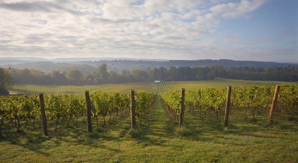 Albury Organic Vineyard in the Surrey Hills in the UK