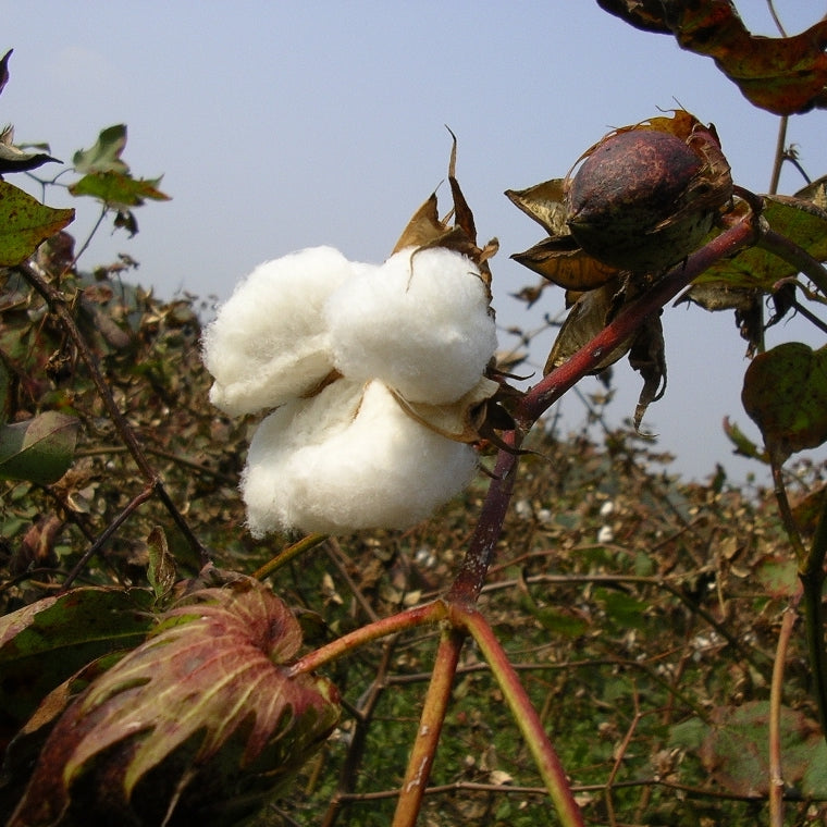 Why we should all be buying Organic Cotton NOW