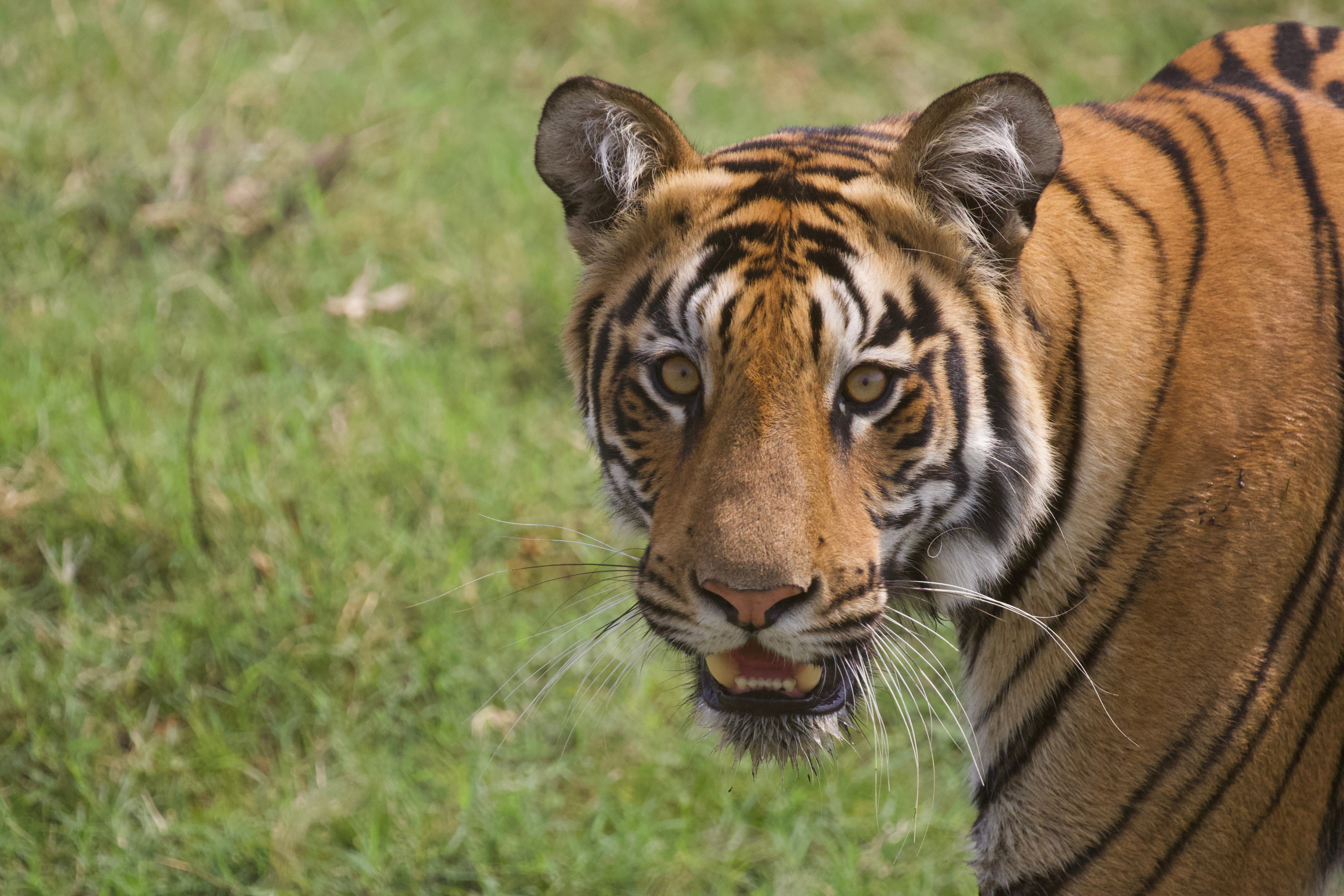 Tiger in Tadoba National Park India ©Ateliers Verts 2017