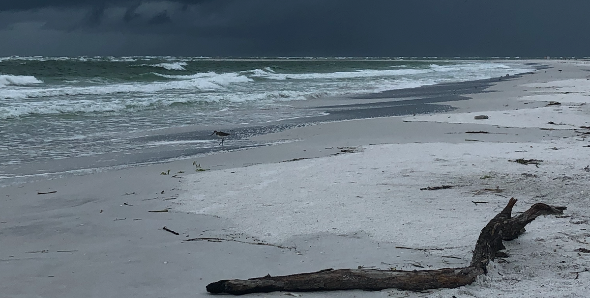 North Lido Beach, Sarasota USA by Ateliers Verts, Andrew Levy July 2019