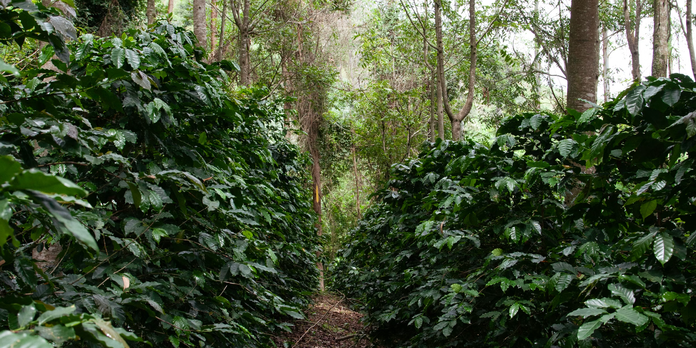 Coffee growing under the jungle canopy - Photo by Projeto café Gato-Mourisco on Unsplash