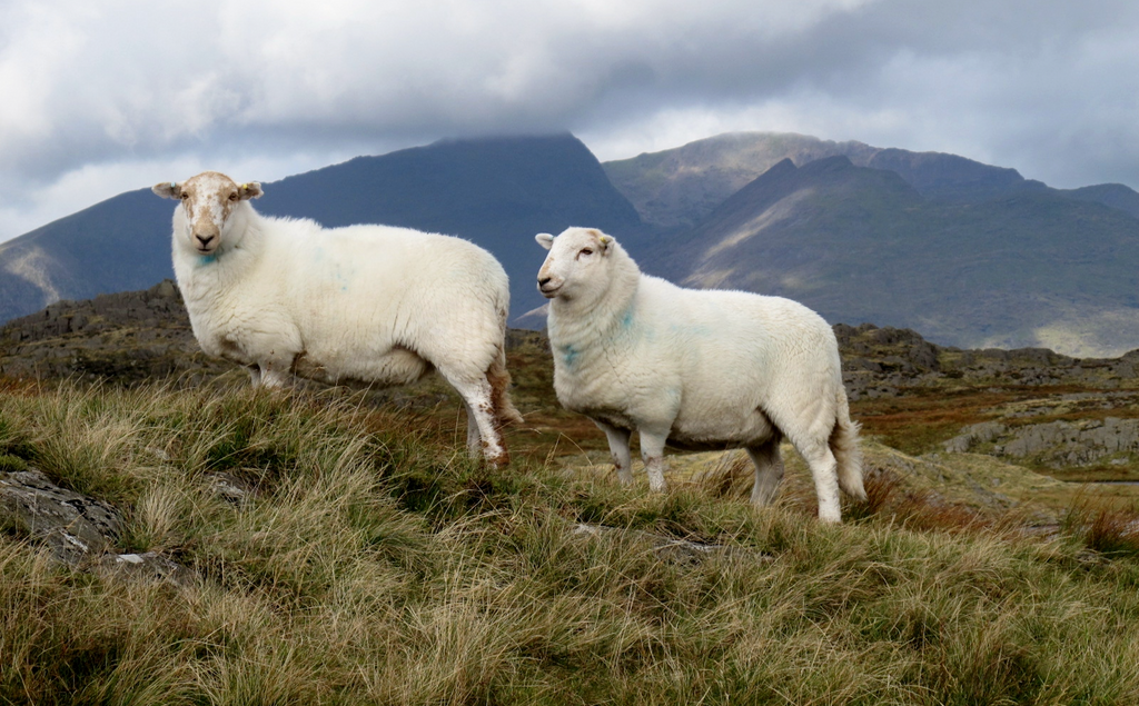Wool - Our Insight into the Wool Industry