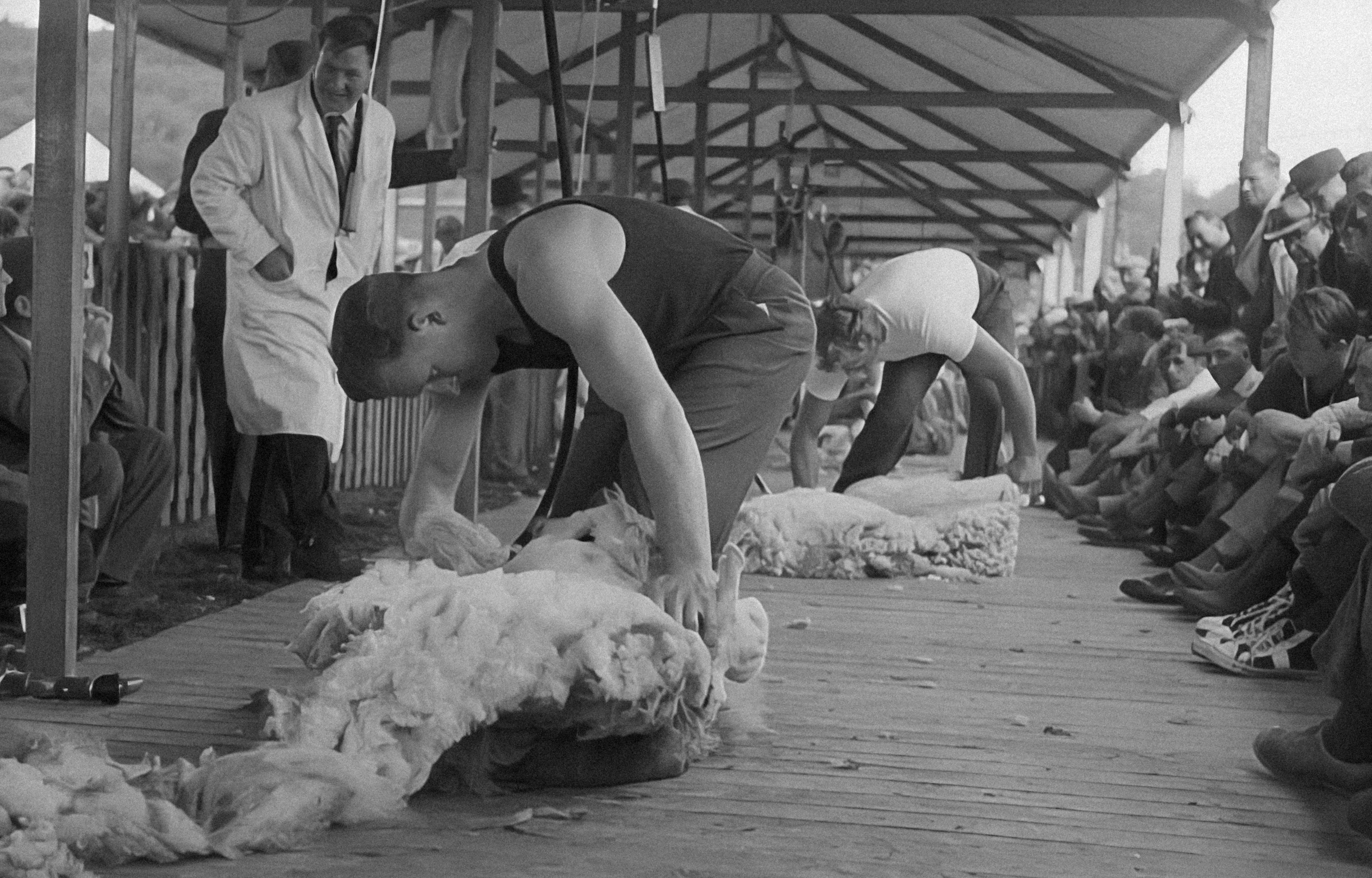 Top 10 Environmental Standards for Animal-Friendly Materials