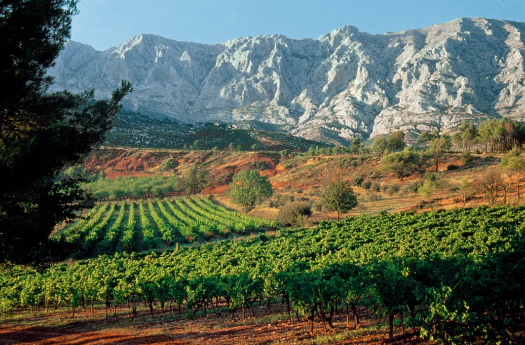 Vins de Provence - vineyard with mountain backdrop