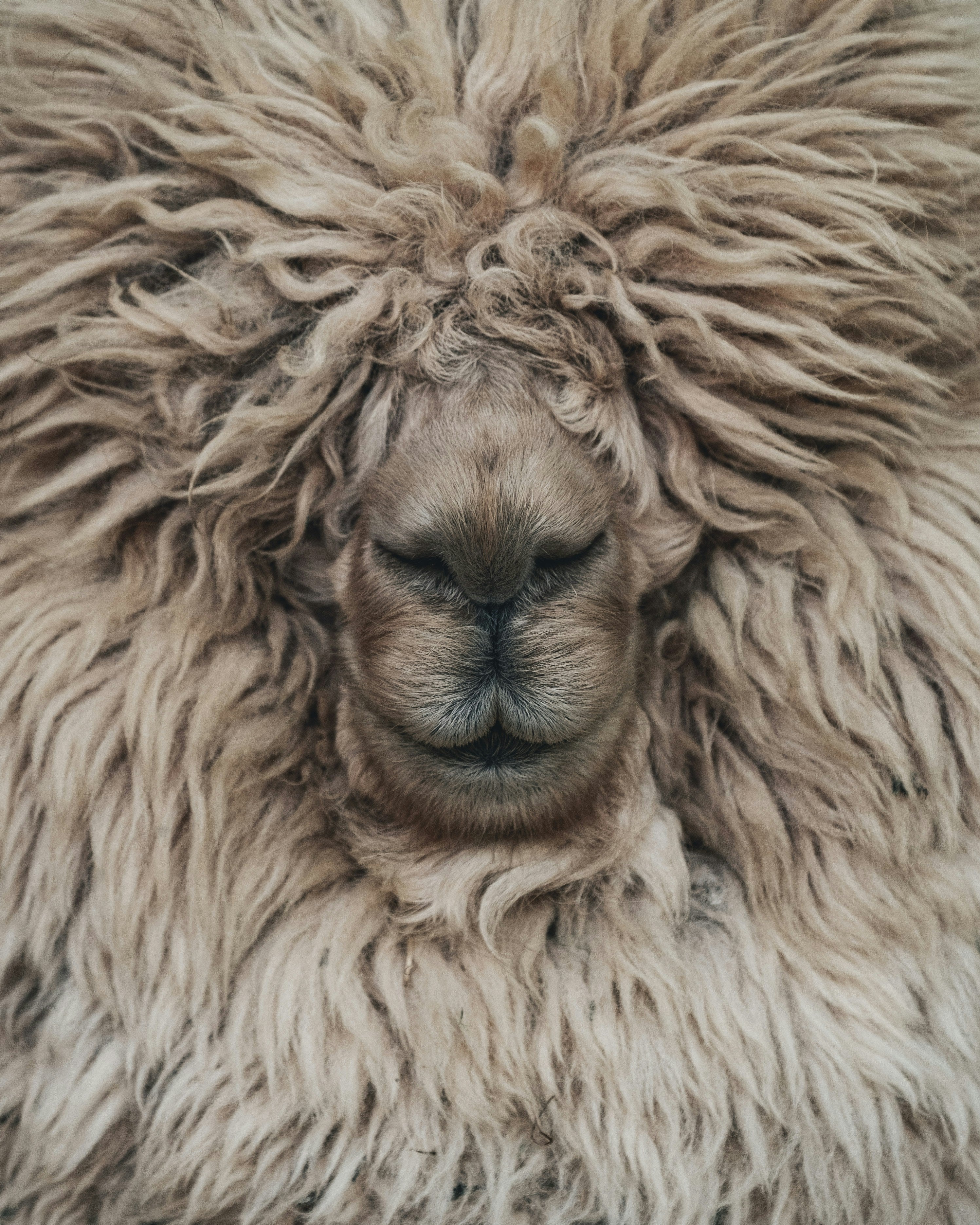 Top 20 Benefits of Wool