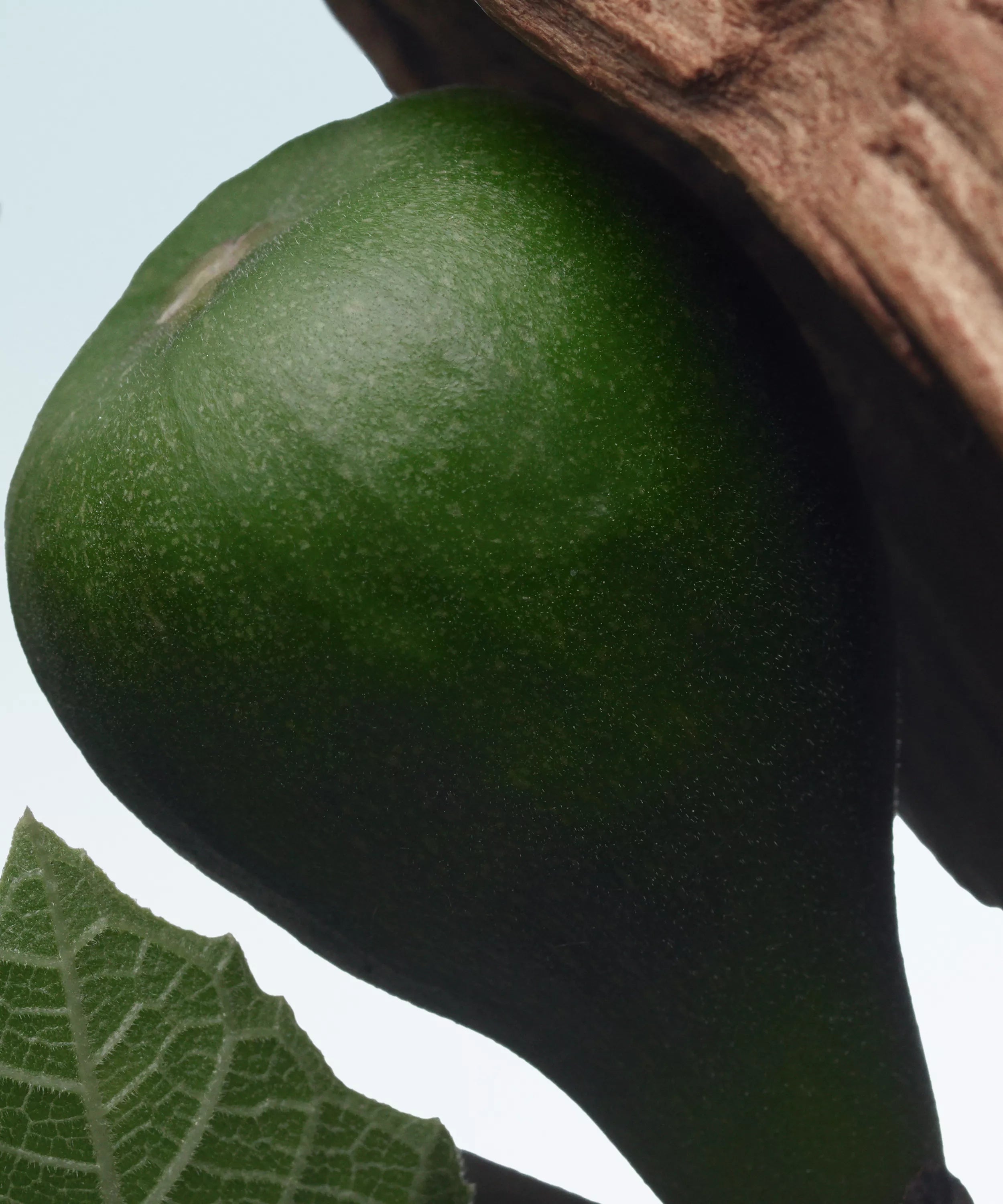 Dries Van Noten Santal Greenery Eau de Parfum 100ml