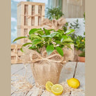 Lemon Tree in Hessian