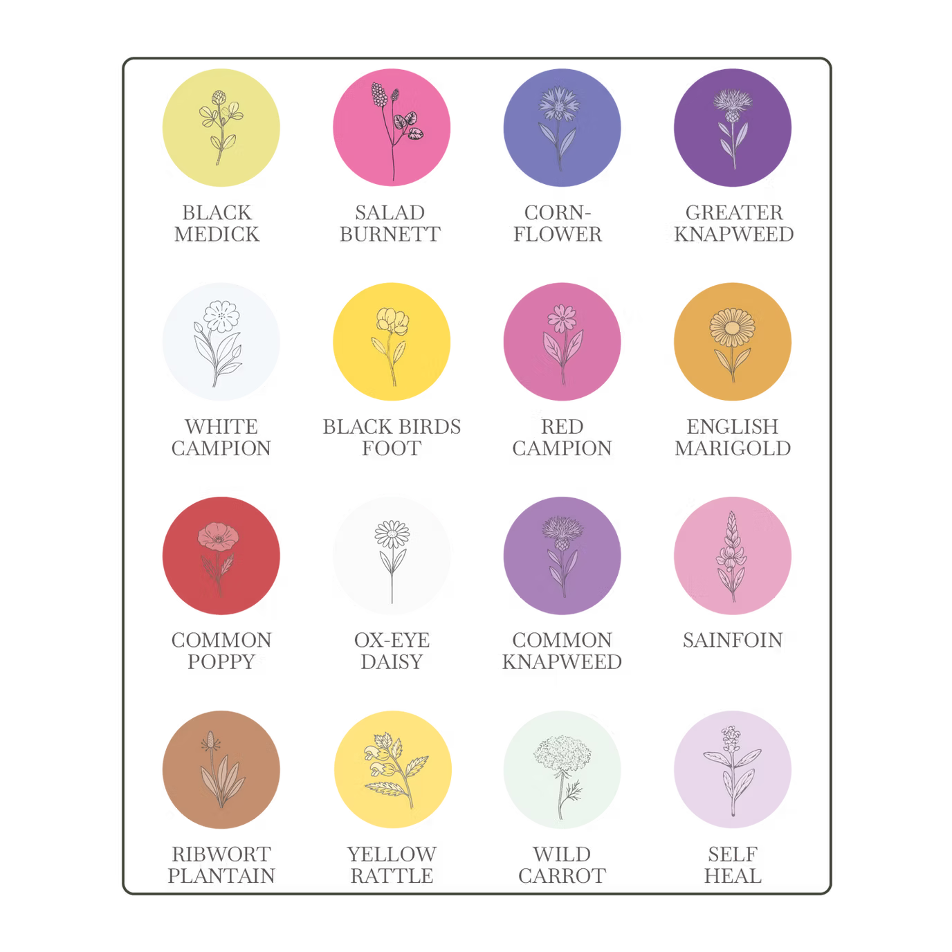 Natural Shoots Gift Box - 16 Species Annuals & Perennials