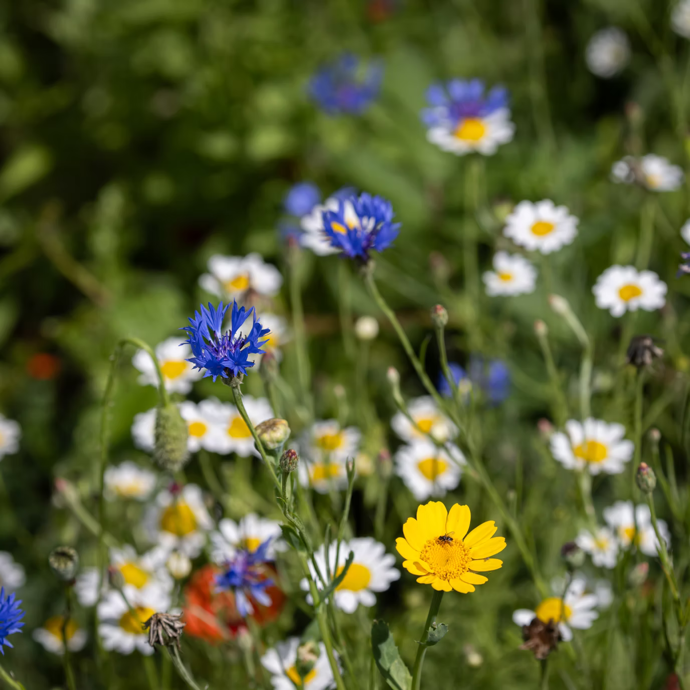 Natural Shoots Gift Box - 16 Species Annuals & Perennials