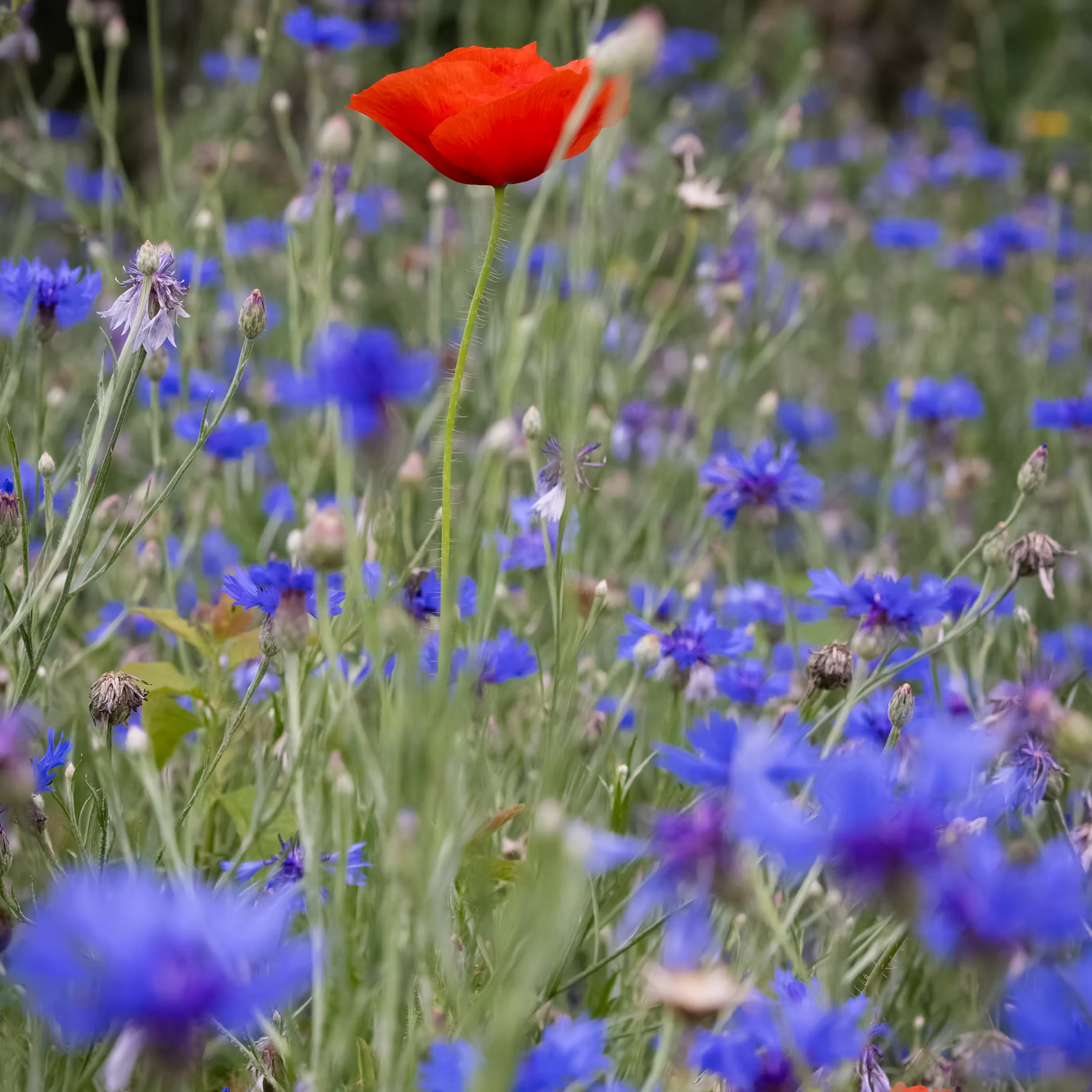 Natural Shoots Gift Box - 16 Species Annuals & Perennials