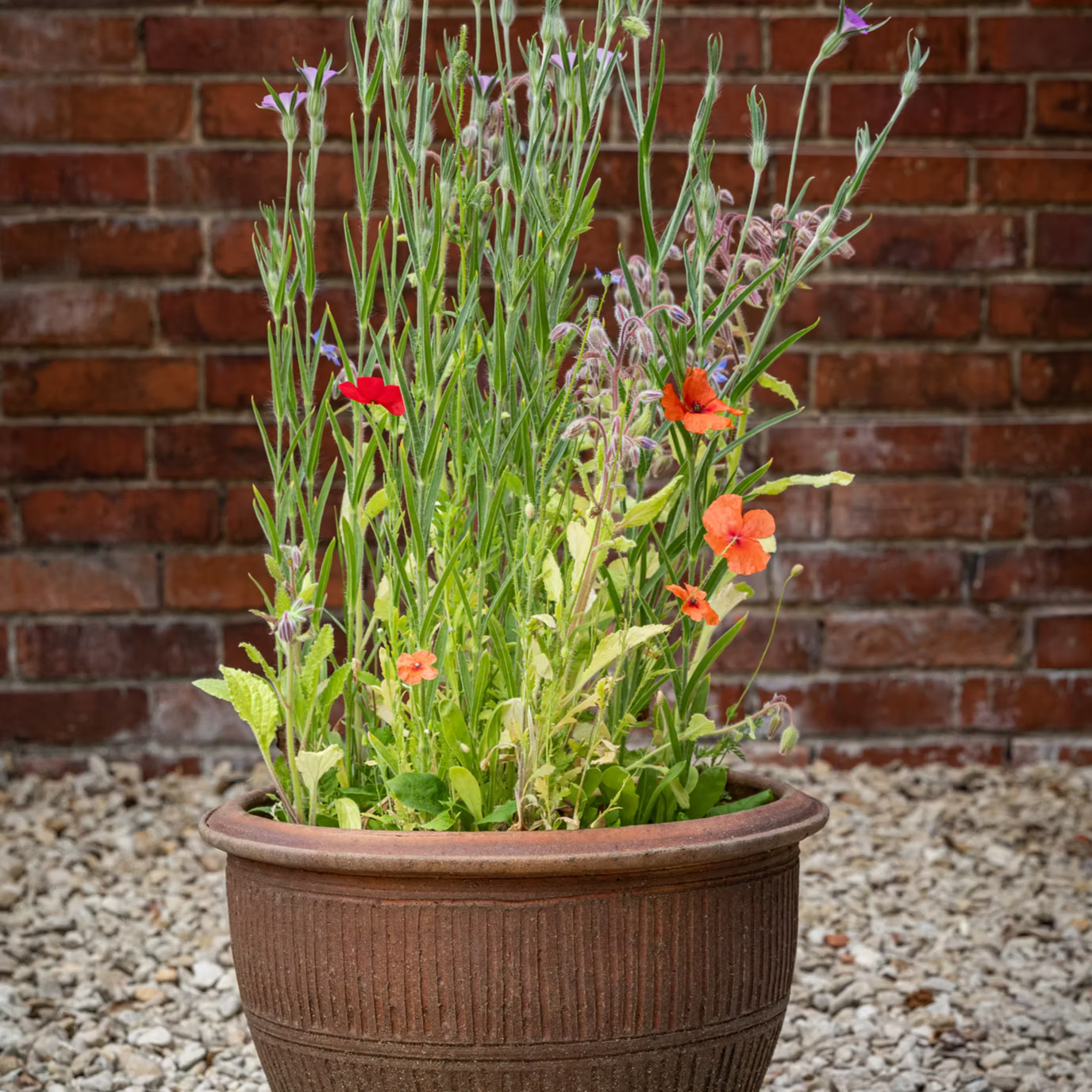 Natural Shoots Gift Box - 8 Annual Species