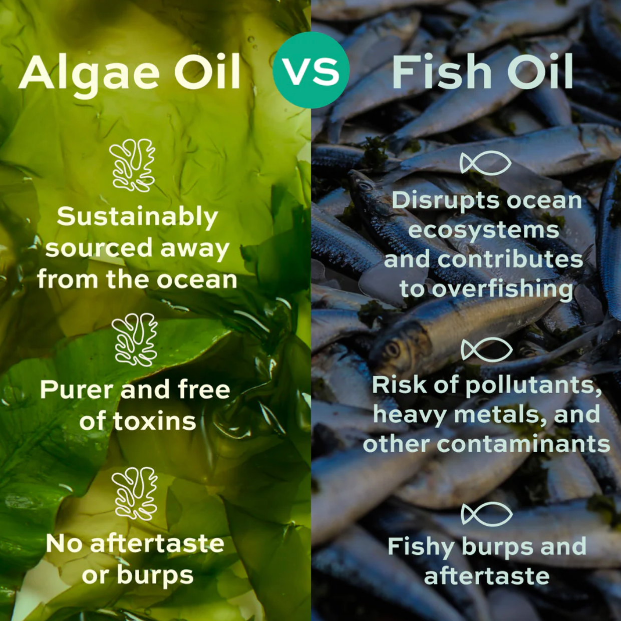 Nothing Fishy Algae Oil vs Fish Oil