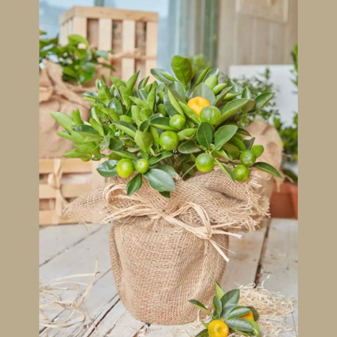 Orange Tree in Hessian