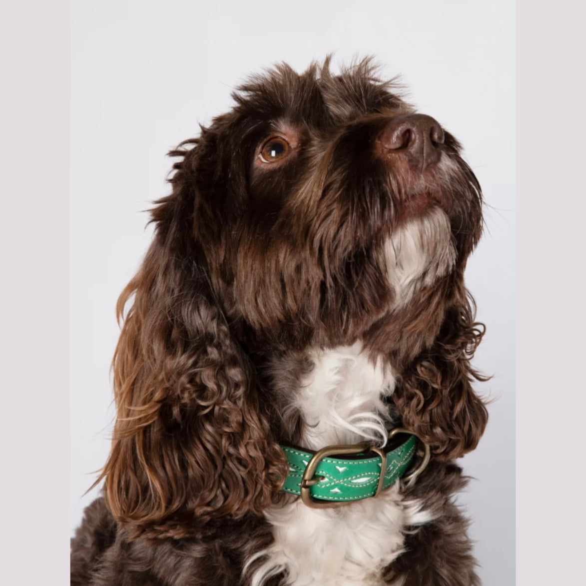 Penelope Chilvers Dog Collar in Green