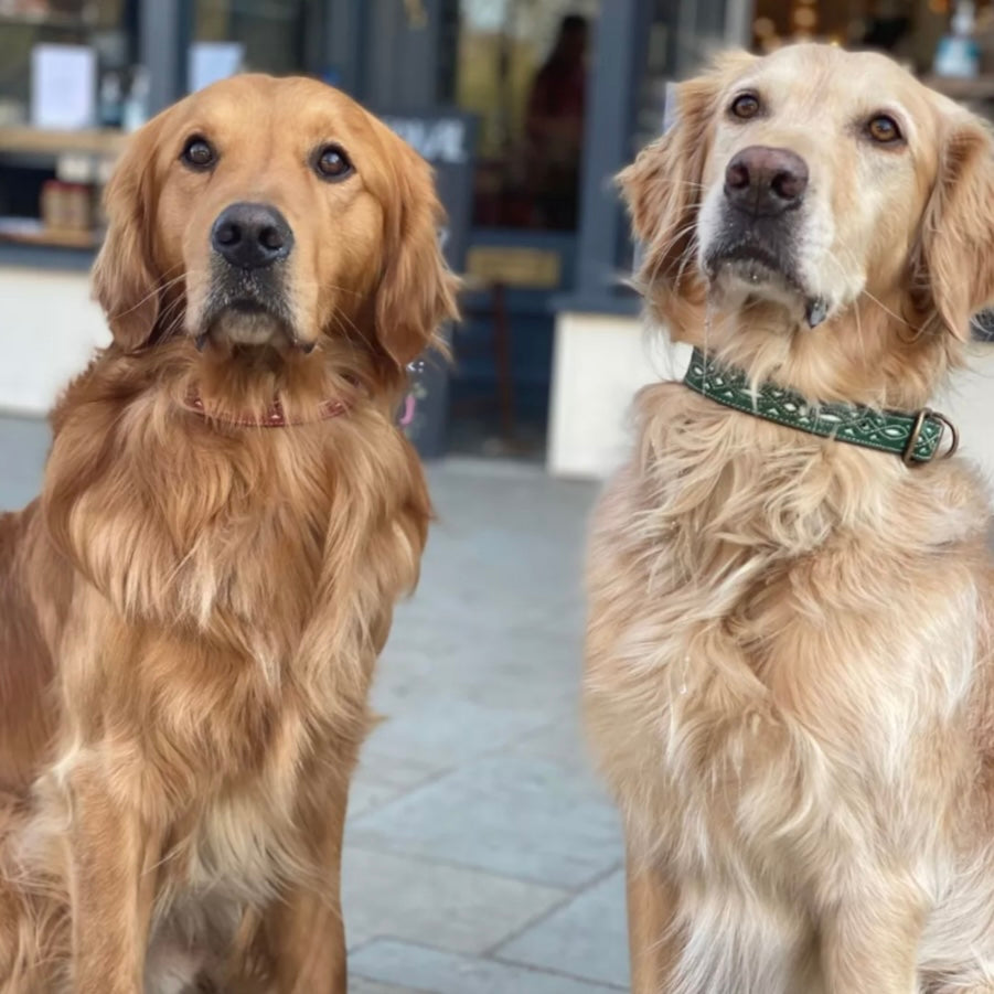 Penelope Chilvers Dog Collar in Green