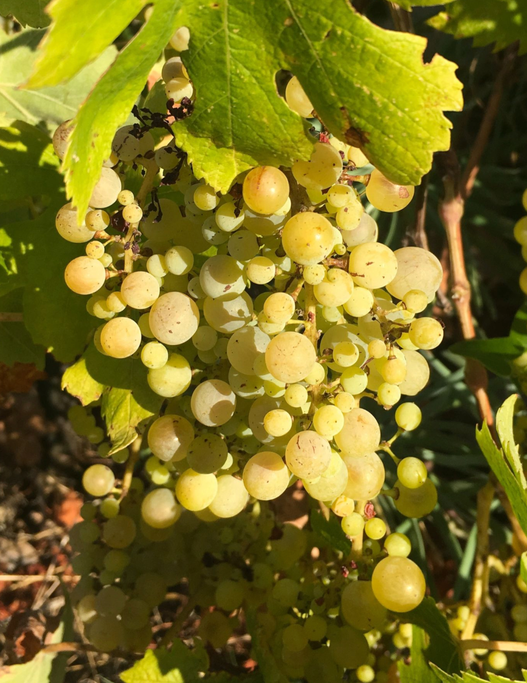 The Vineyard Plants Gift Set