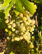 The Vineyard Plants Gift Set