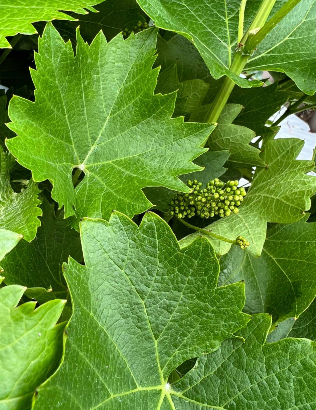 The Vineyard Plants Gift Set