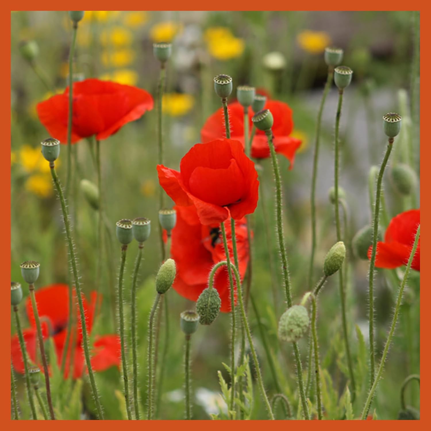 Seedball Poppy Seed Bombs