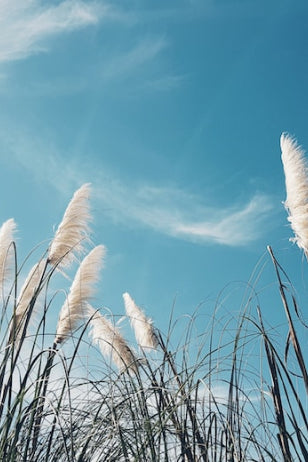 Image of crops blowing in the breeze. The image contains a bright blue sky with a single white cloud running through the middle. The flowers have white heads.