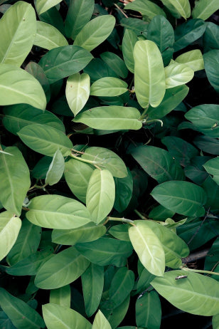 Image of flat lay leaves. They are in a range of different tones of green.